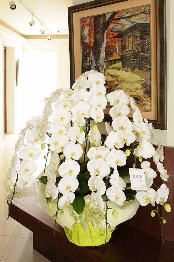 高級胡蝶蘭7本立（白）7万コース（84～100輪程度） ｜ 祝い花と供花の 